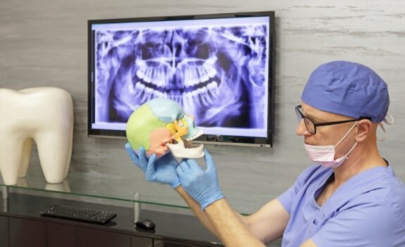 Dentist holding model skull and gesturing to the jaws